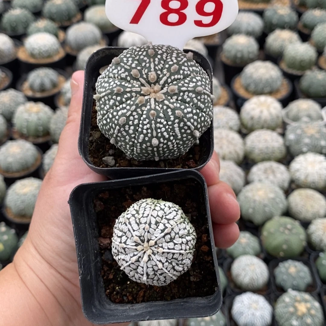 789福利福利来了哦