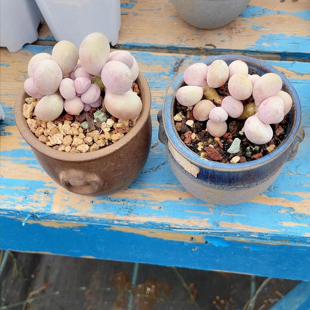 ぺ**?多肉老桩漂亮