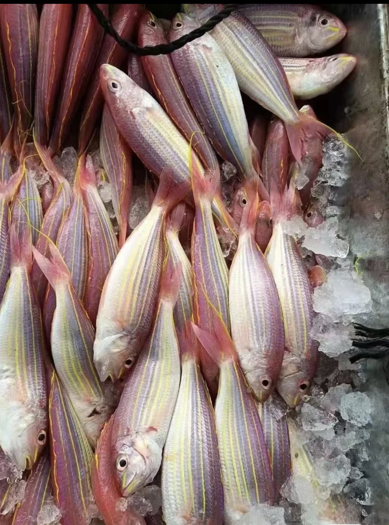 北部湾海捕金丝鱼5斤顺丰包邮