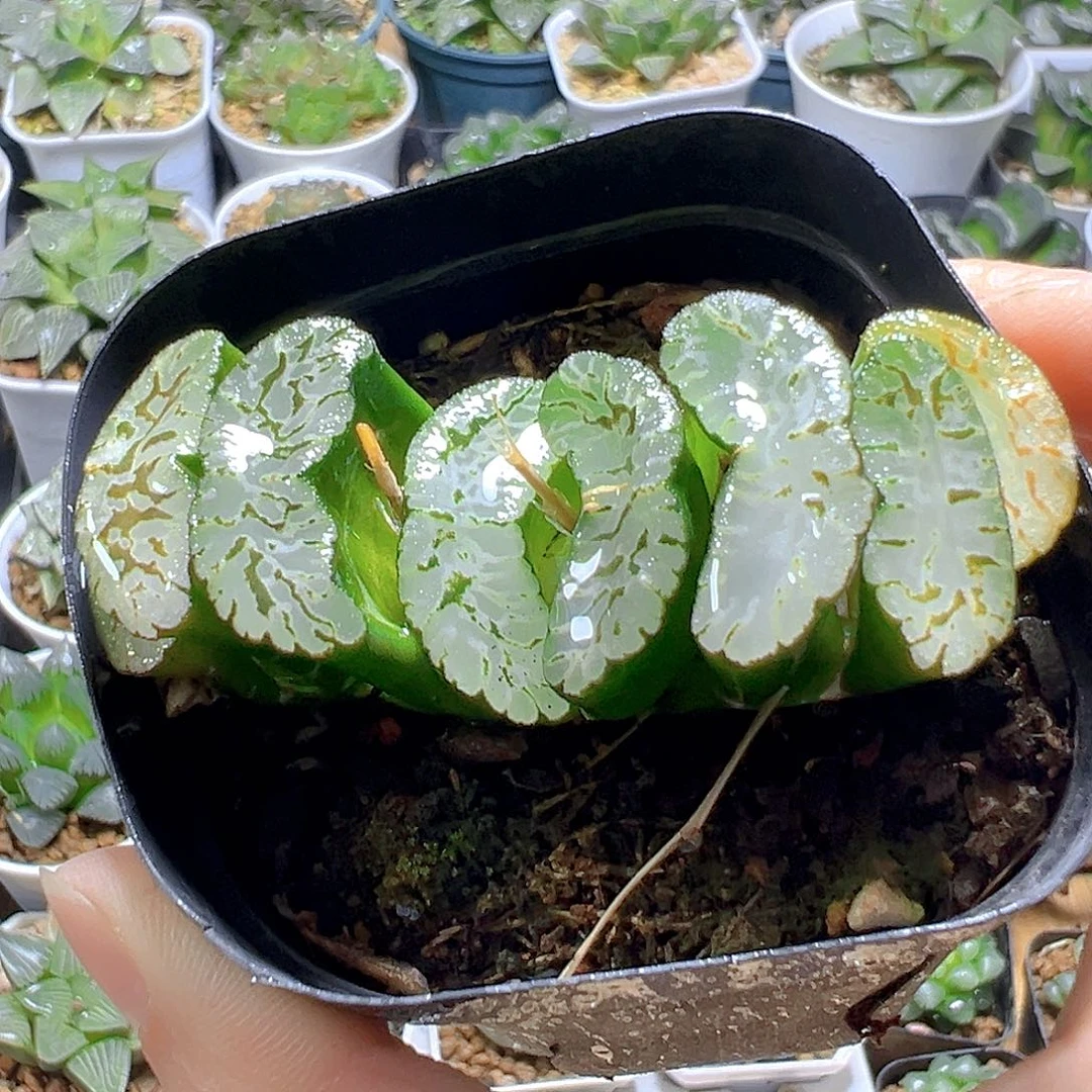 玄武玉扇多肉多肉一颗