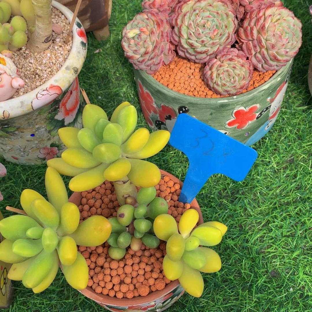 饭***位芒果奶读头喜欢哦无62636