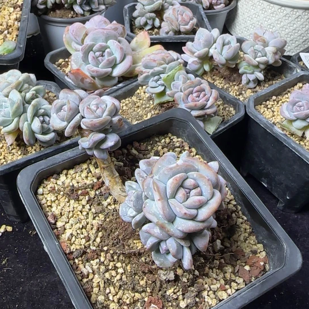 一物一拍飘枝掐心星影