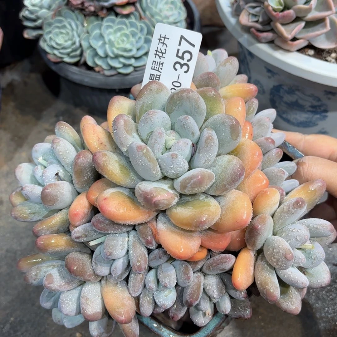 同温层多肉香水357