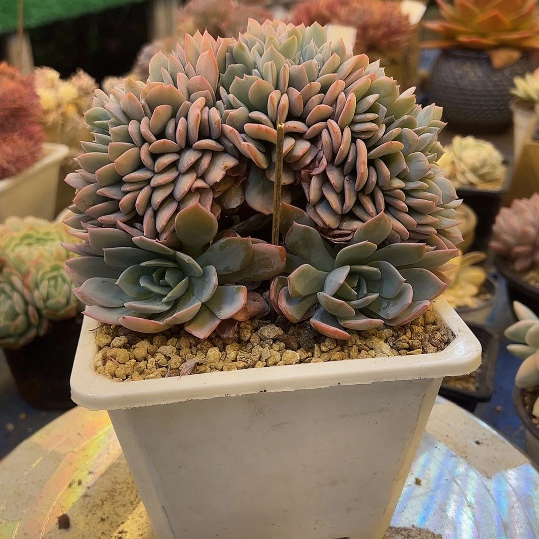 白茶缀，，，，，，，，，，，，，，，，