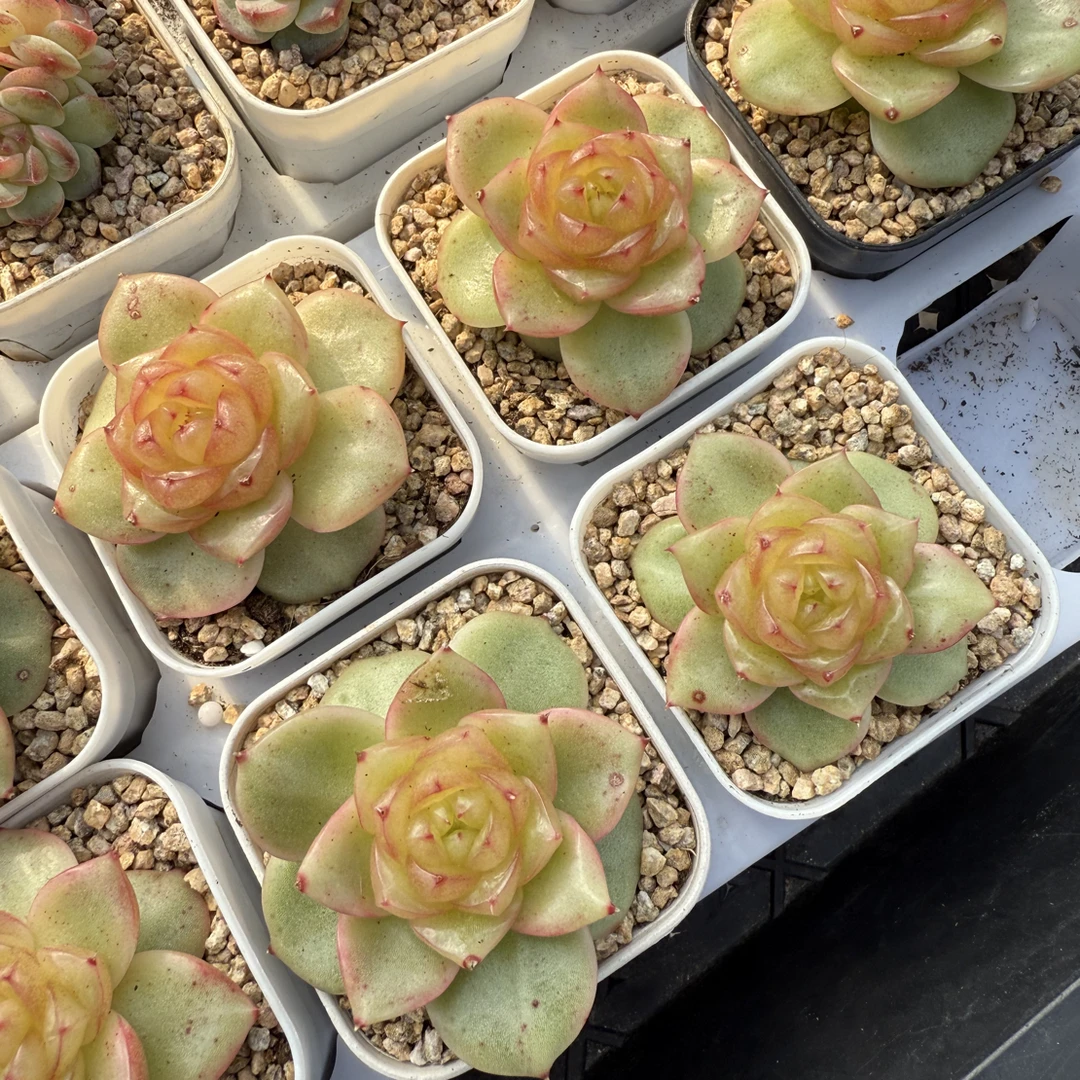 心玉珍妮 玉芷珍妮 多肉植物 盆口5.3厘米