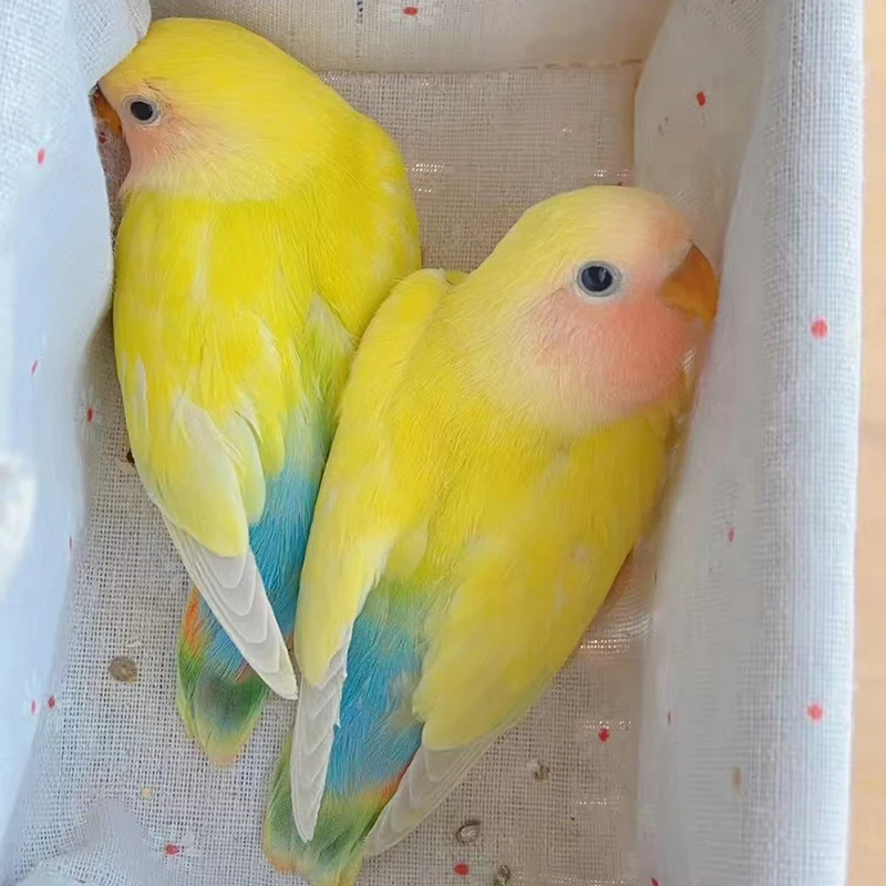 【牡丹鹦鹉】2只一对手养鹦鹉可爱亲人牡丹鹦鹉彩色宠物小鸟1只包邮