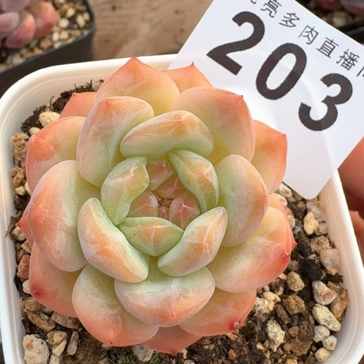 珍妮  开播福利多肉植物