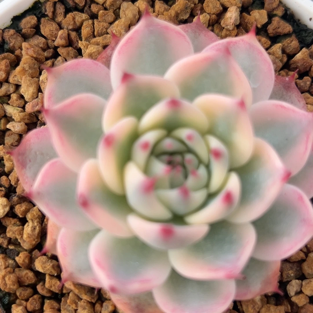 C***f吉娃娃锦多肉植物