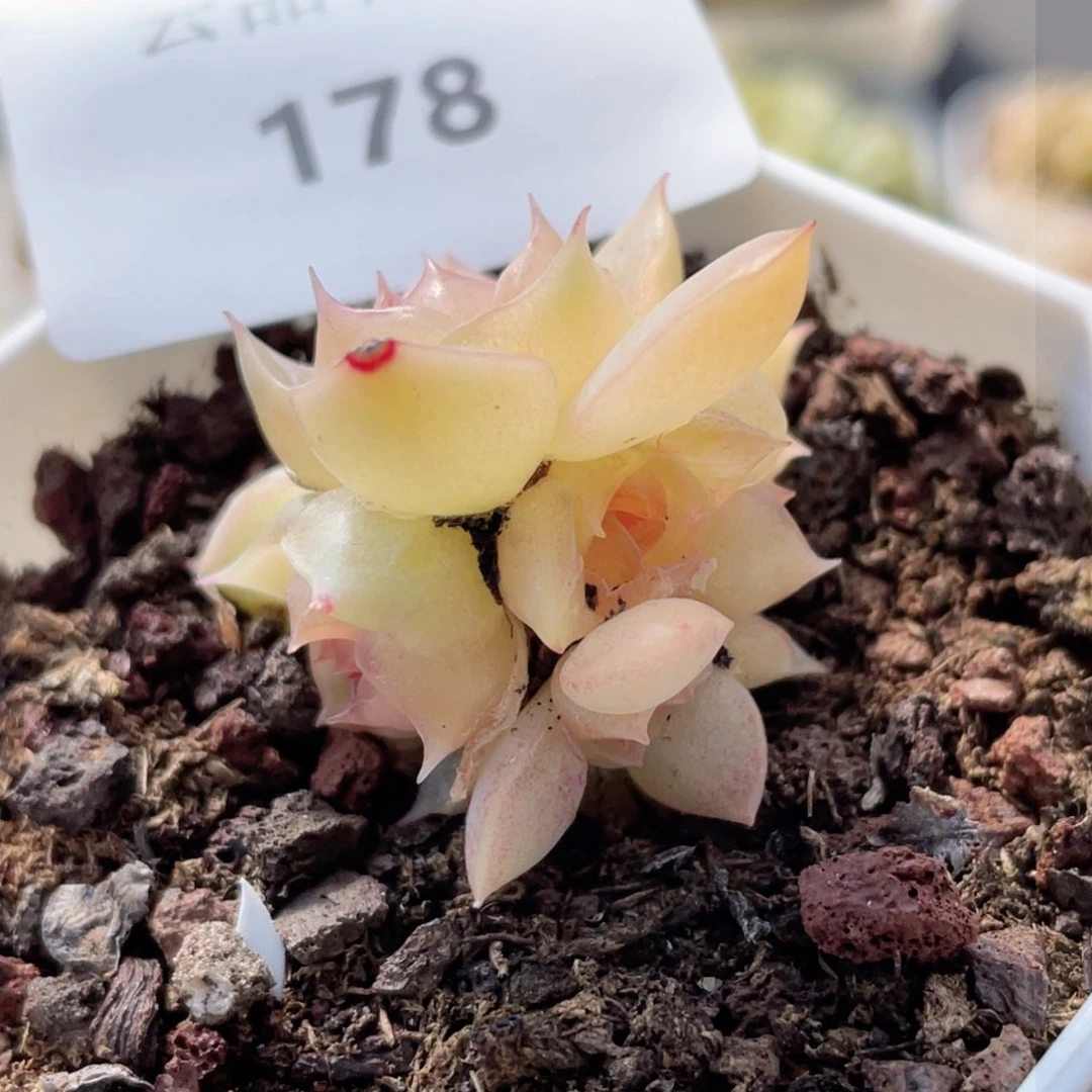 爱****話178号糖心冰心珍妮