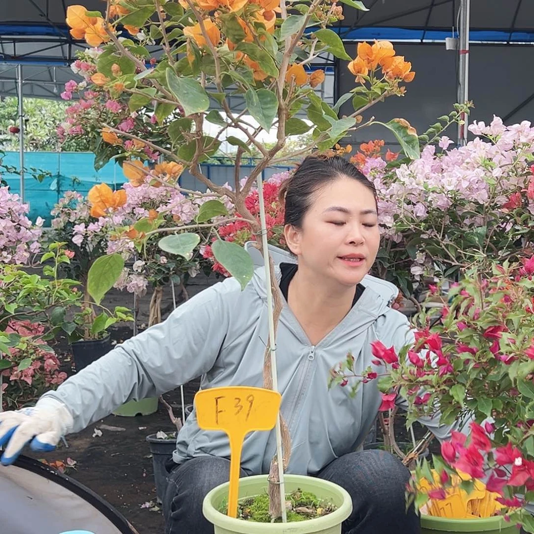 莫***花大部分花苞少量开放F39金色光辉