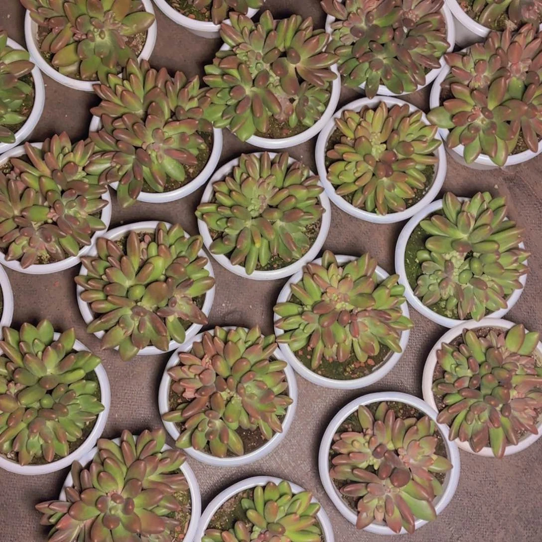 芒果奶保10头1111111111111