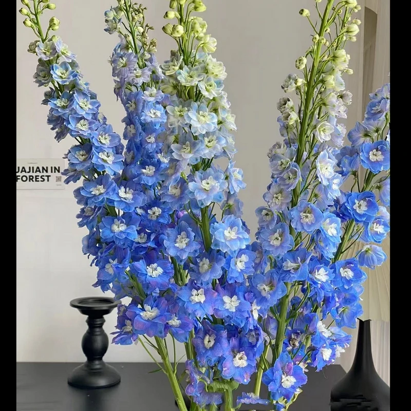 大飞燕（白蓝紫）色-草花家庭插花 云南鲜花昆明基地直发