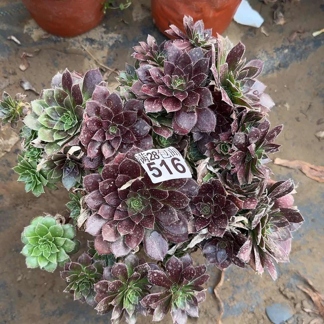 轩***橙火凤凰多肉瑕疵断枝不包516满28包邮断枝不包