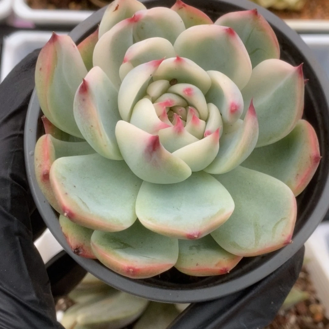 578锦锦锦锦锦锦锦锦锦