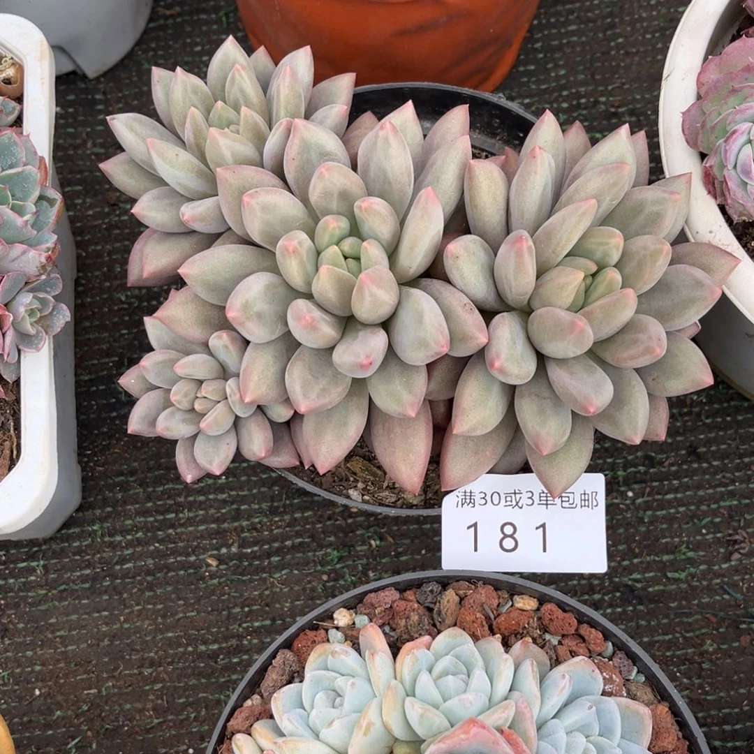 181美人杂多肉植物……