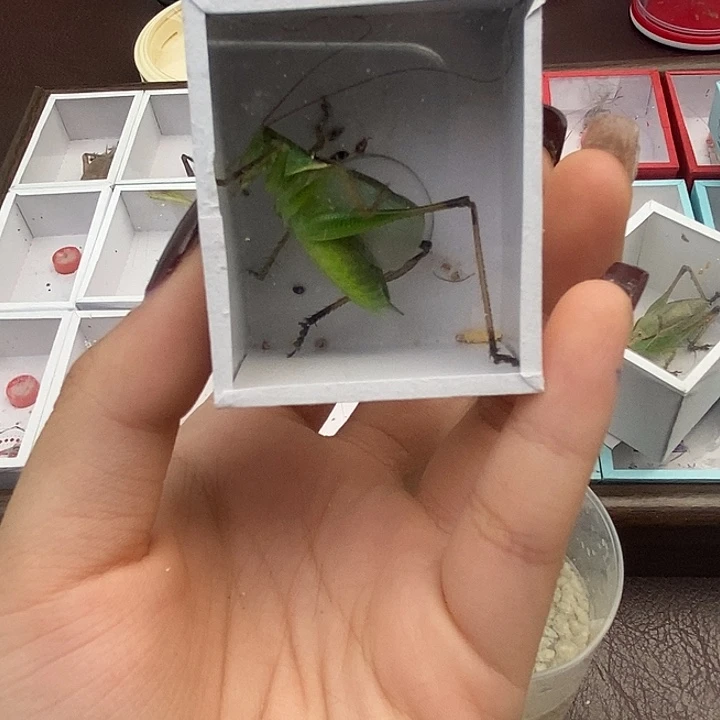 贾姐家绿渣嘴一条