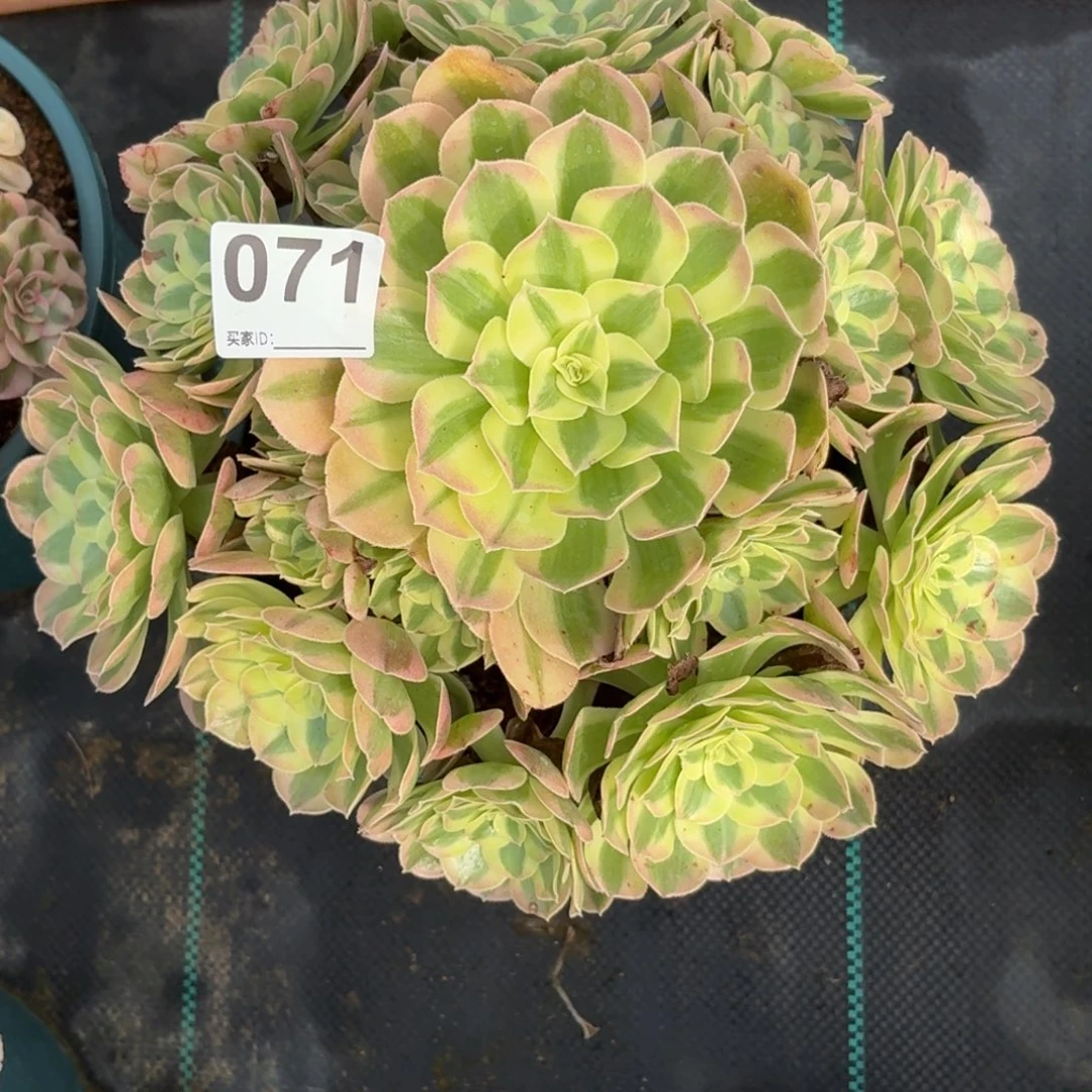 071粉雨芙蓉多肉植物发货