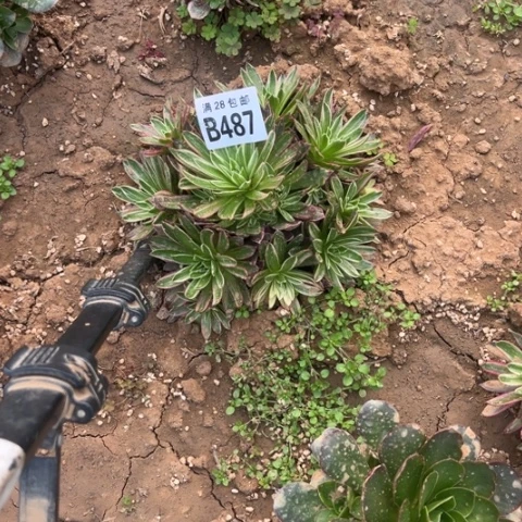 487九尾狐不包断枝