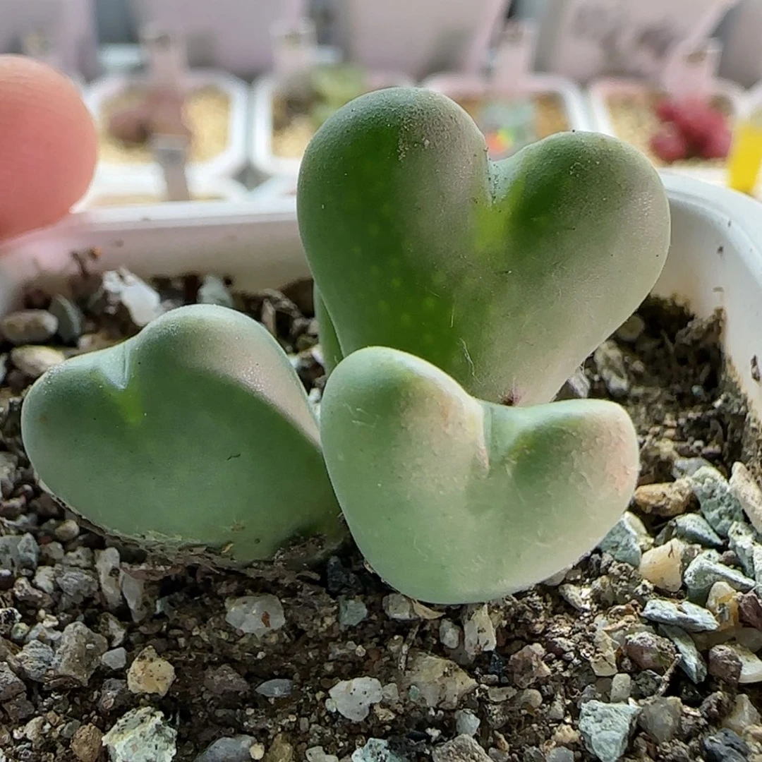 【闪购商品】*‍****16822开播福利