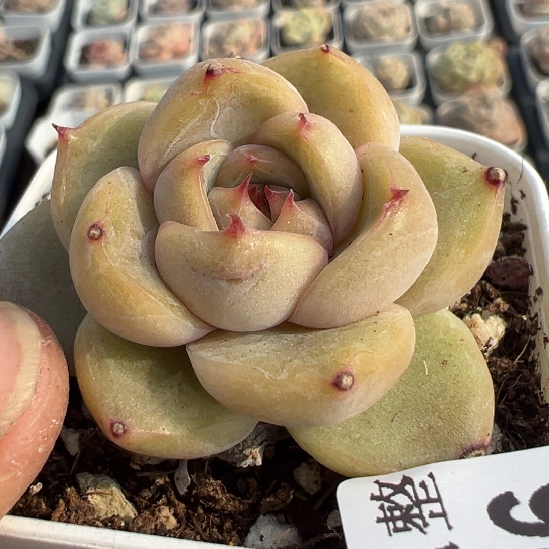 小卡拉米糖心一物一拍30-126