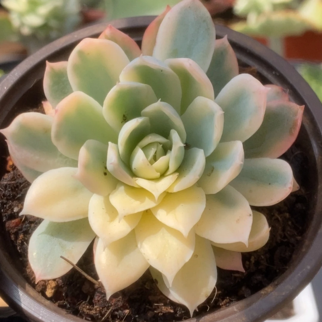 427紫罗兰锦锦锦锦锦锦锦