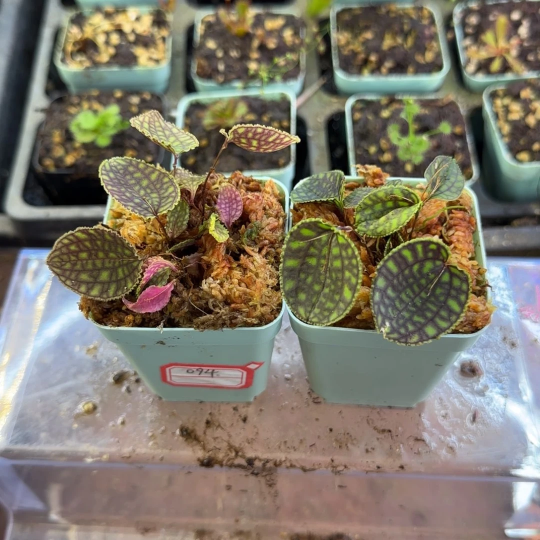 完全开放一物一拍丽班兰