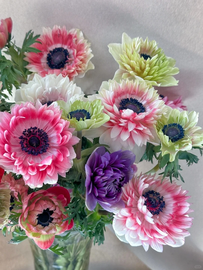 【源头优选】银莲花-任意2单鲜花包邮 发货后不支持退款