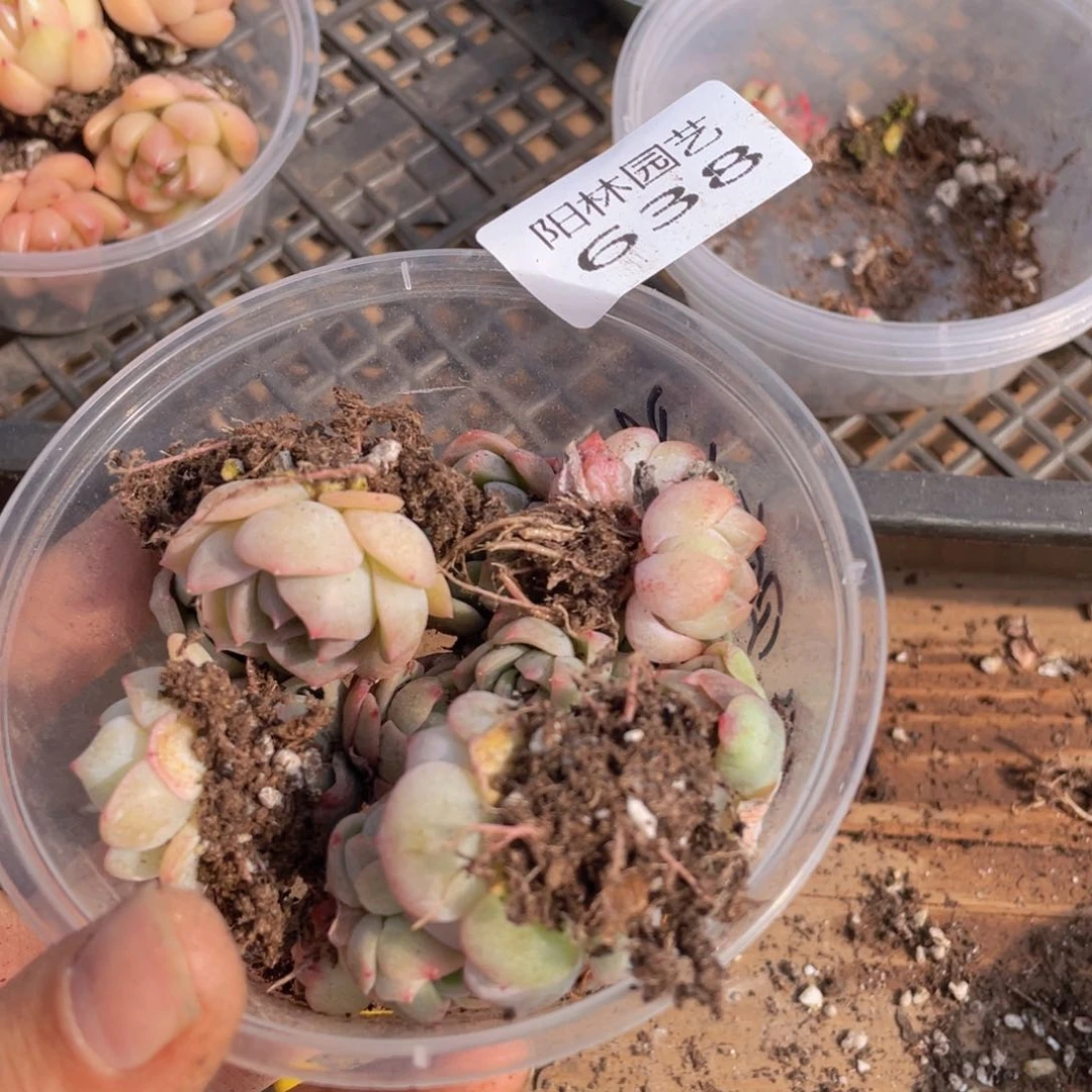 多肉植物多肉植物638