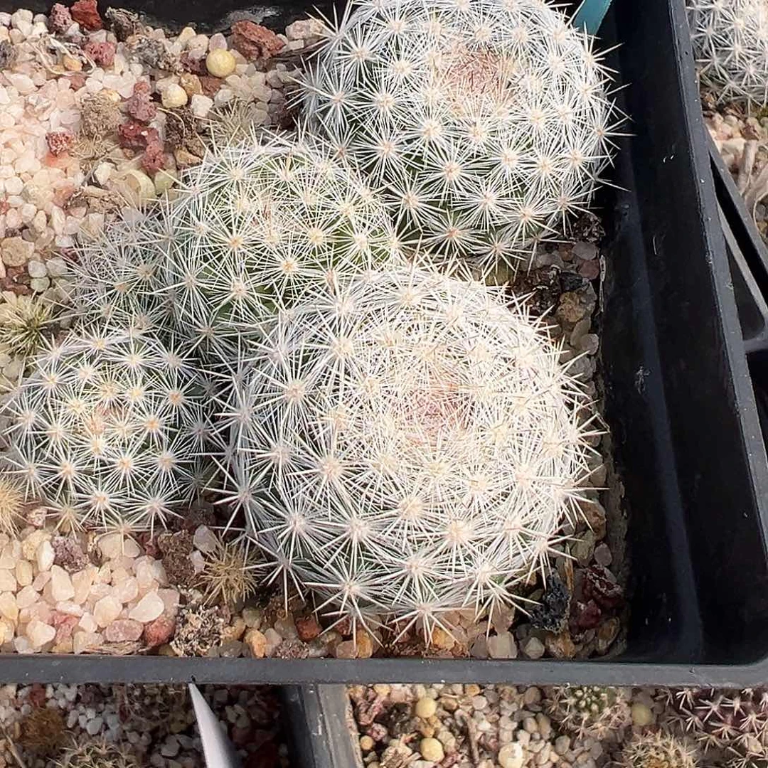 天***乐6785 清货裸根发货满 39 包邮非偏远地区