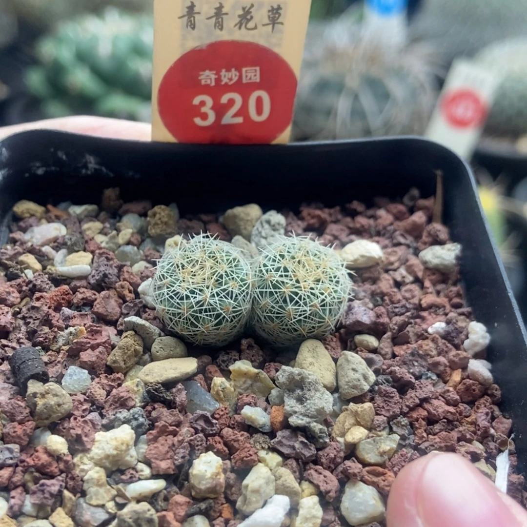 实生双头薰染丸娇丽一颗