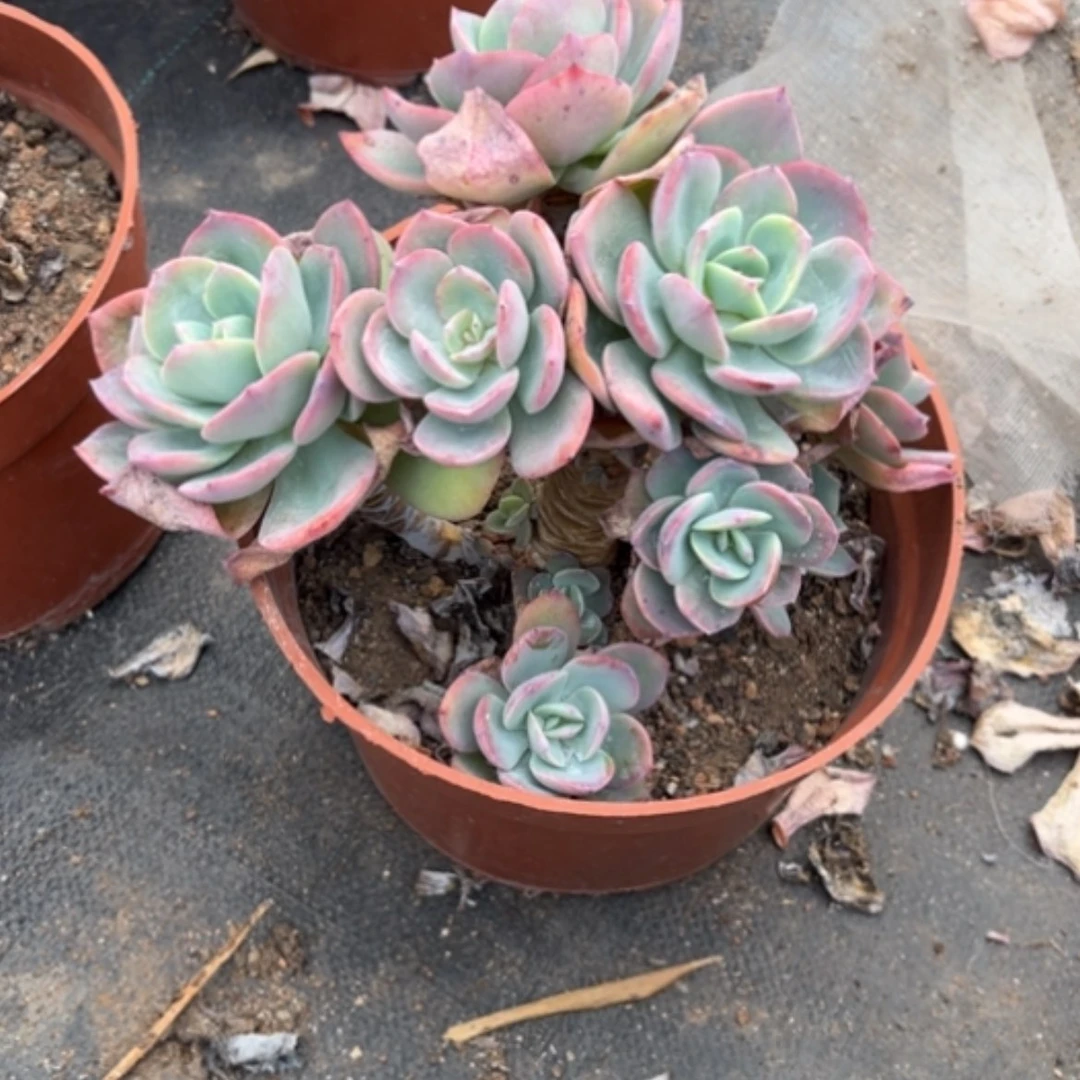 【闪购商品】韵*白凤