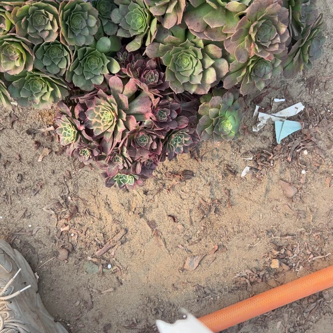 小***事438三颗组合多肉植物法师多肉