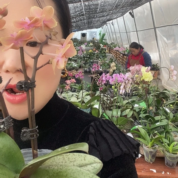 无花朵蜡笔小新蝴蝶兰