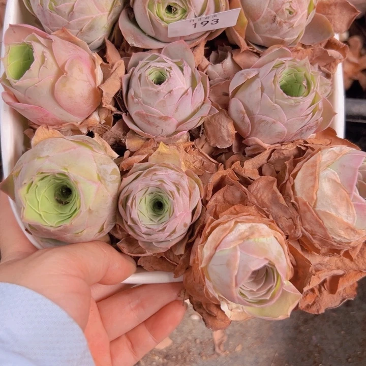 山地玫瑰多肉植物山地193