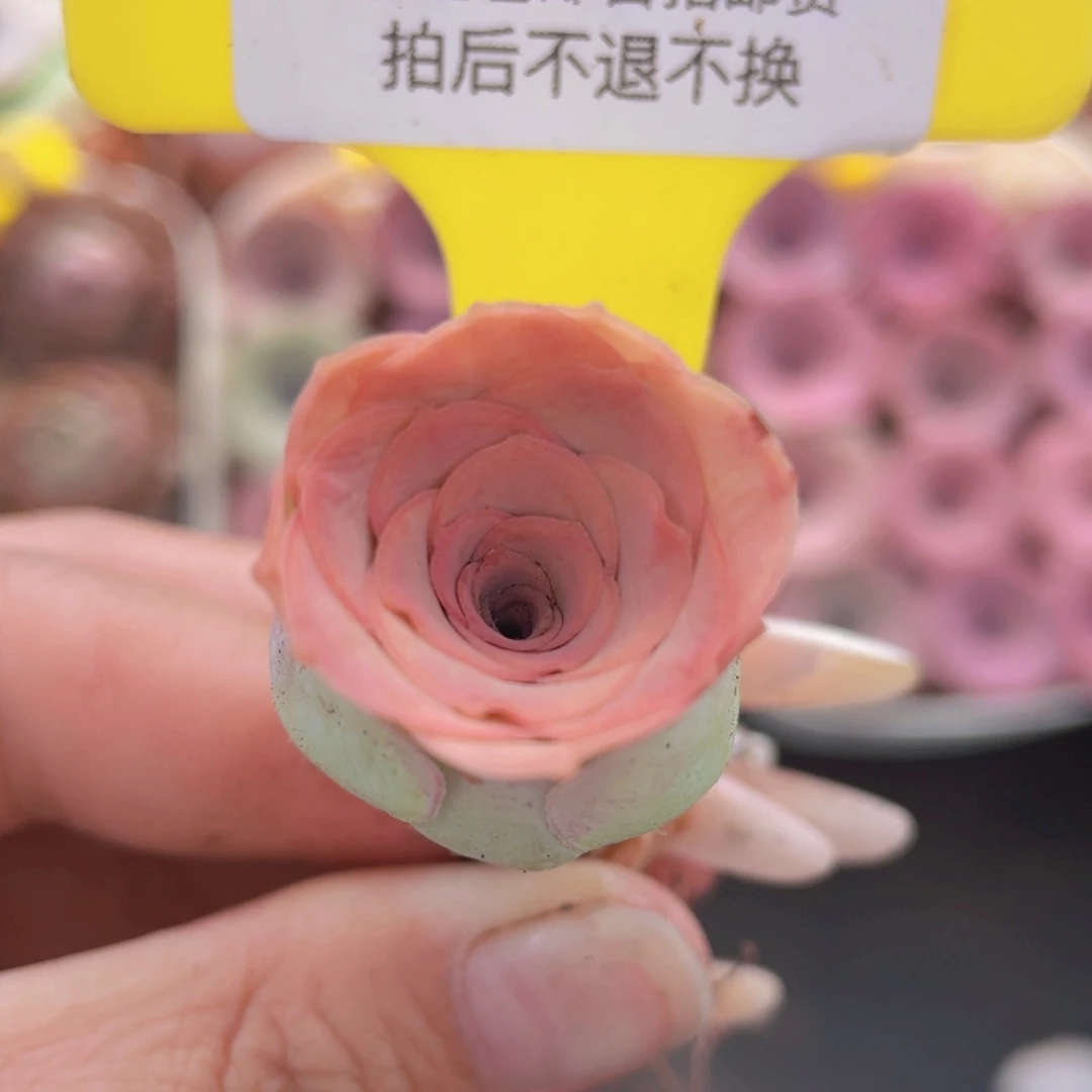 山地玫瑰558满38包邮裸根发货