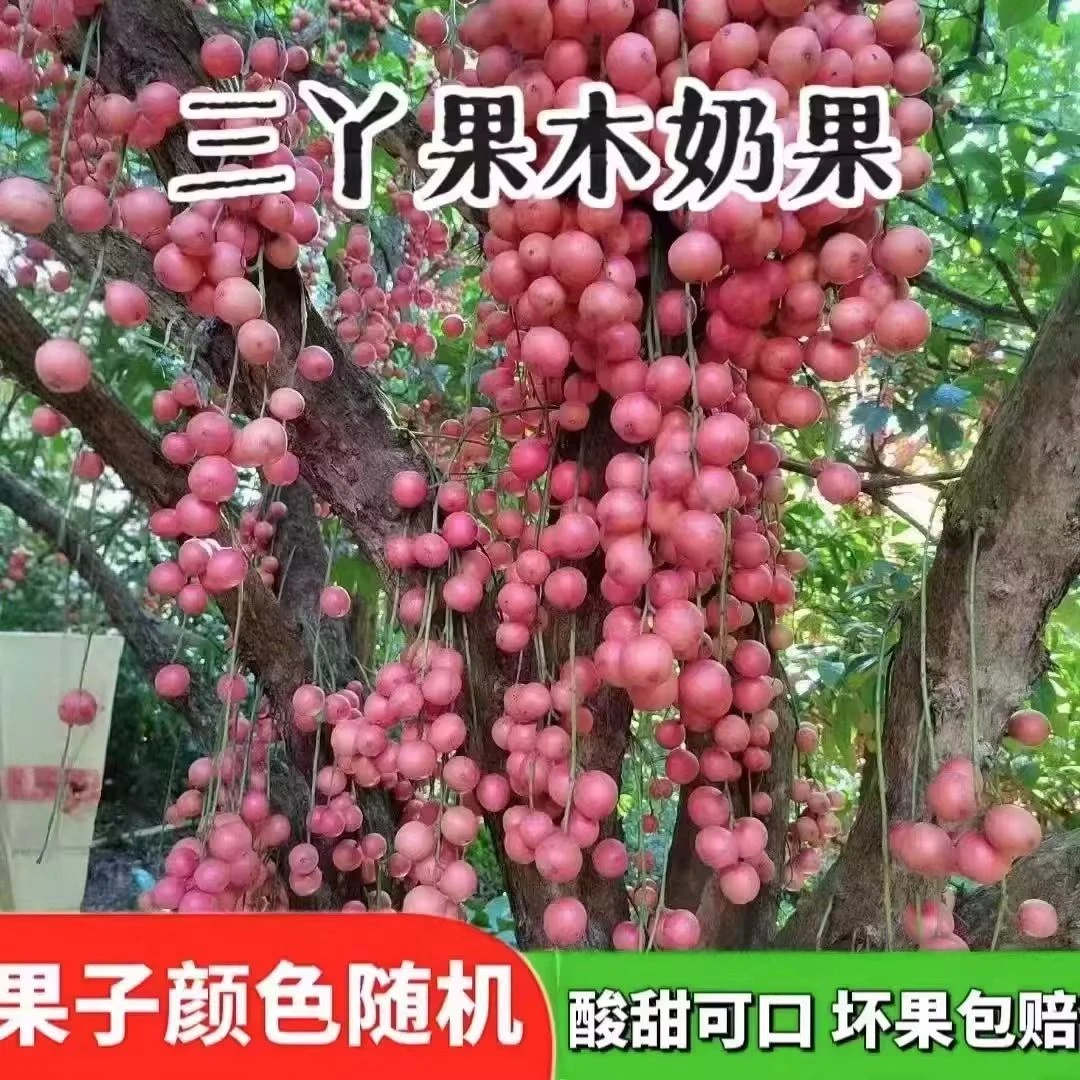 新鲜三丫果木乃果木奶果罕见奇异野生孕妇酸甜水果天地现货速发