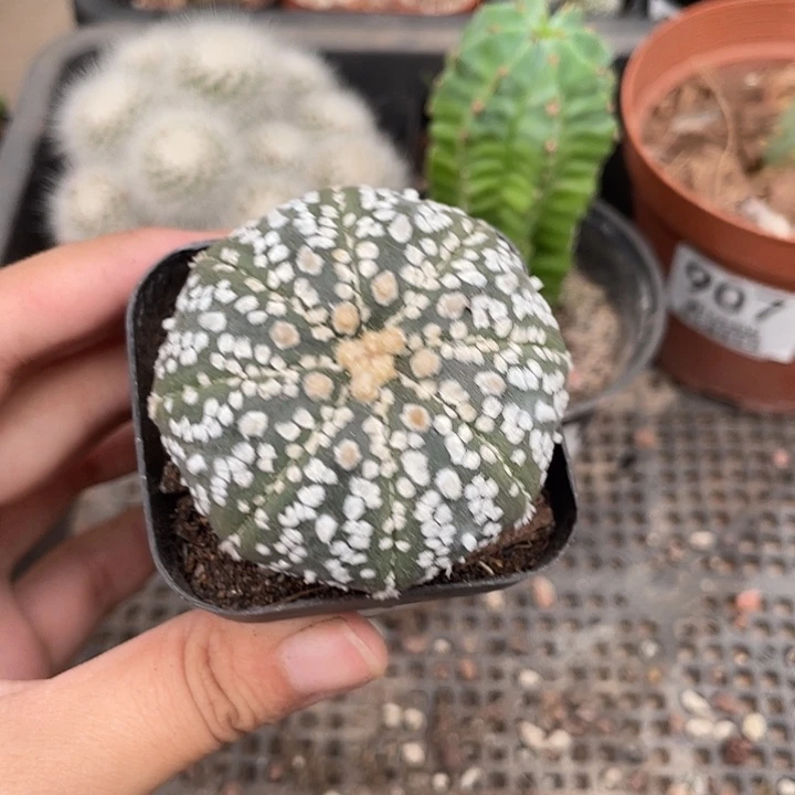 910超兜仙人球植物