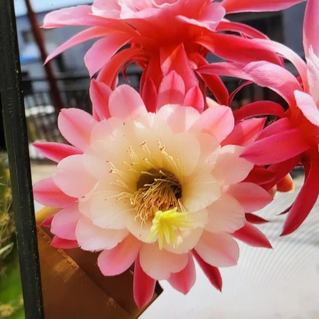 金一金妞侧牙20包邮仙人球50