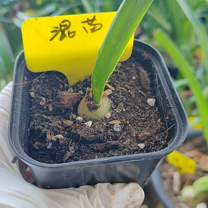 混苗   主球  1.9