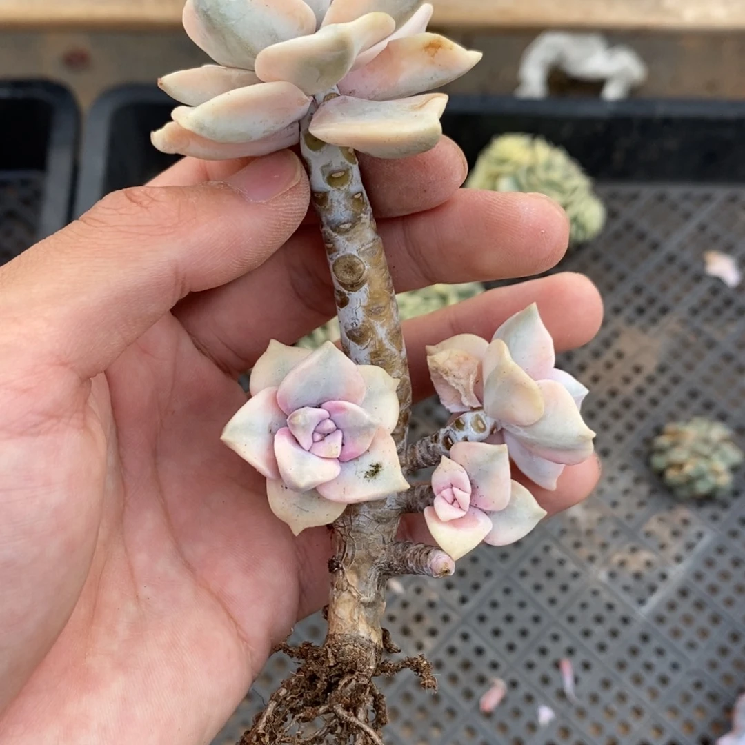 紫乐锦多肉植物7022