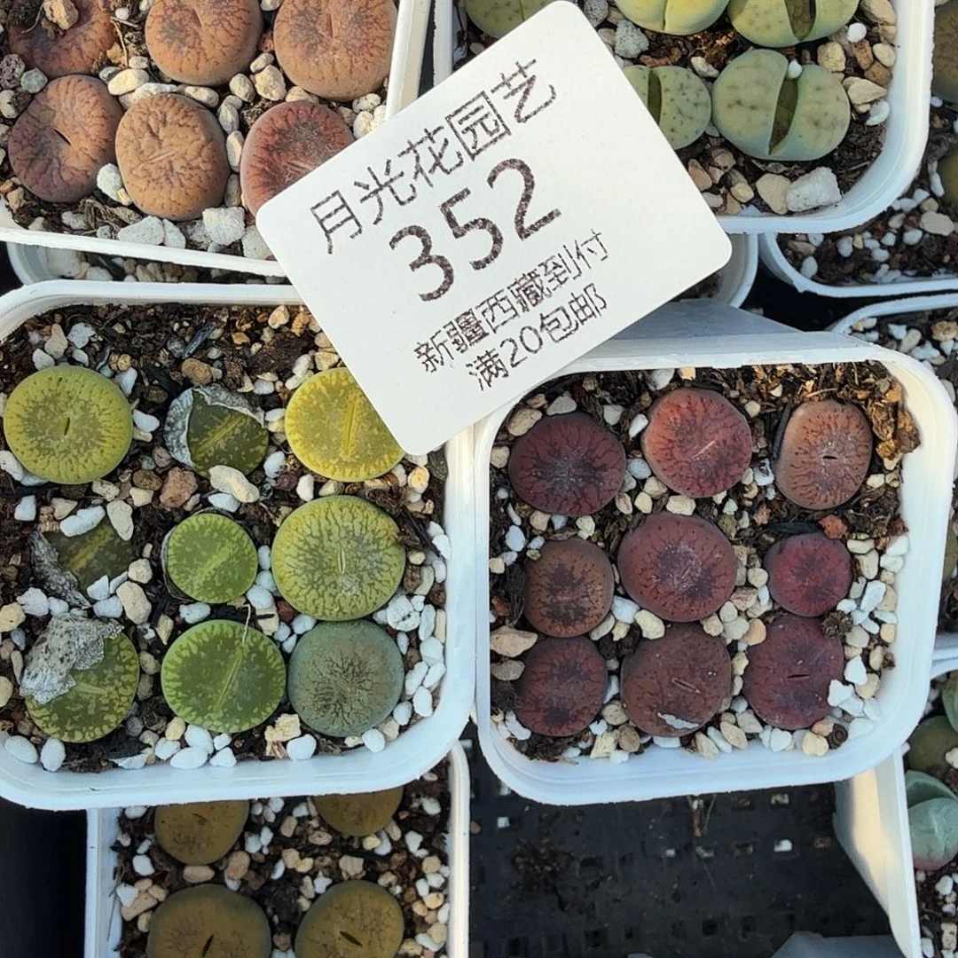 哈哈笑不出话就笑道352