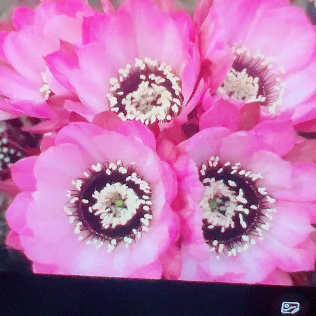 粉花嘿喉 侧芽 厘米满20包邮
