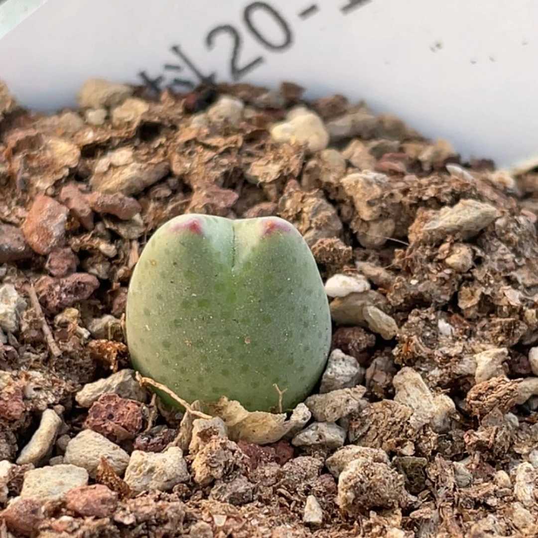 20-131肉锥ssg比卡丘多肉植物