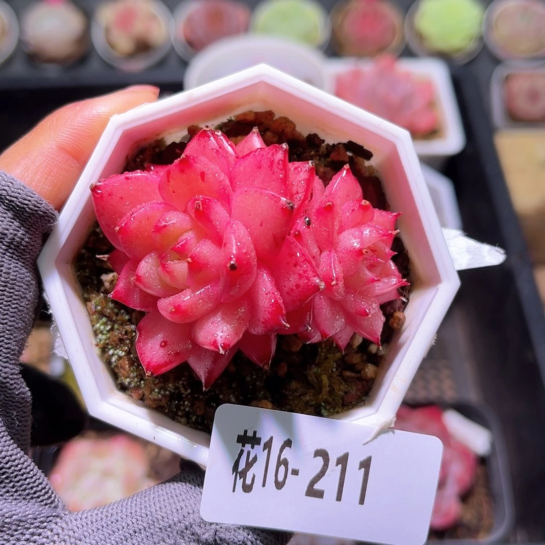 花16-211海王双头