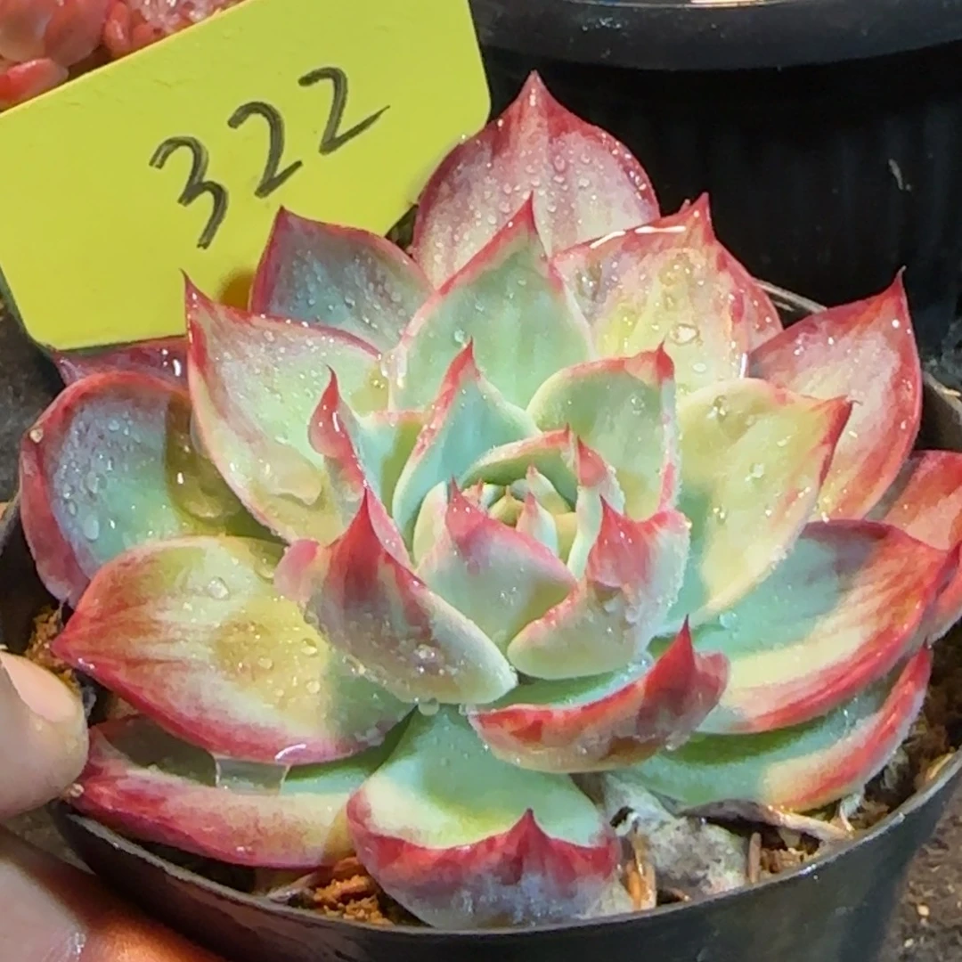 322花脸拉丝惊鸿一物一拍包装收缩花旱