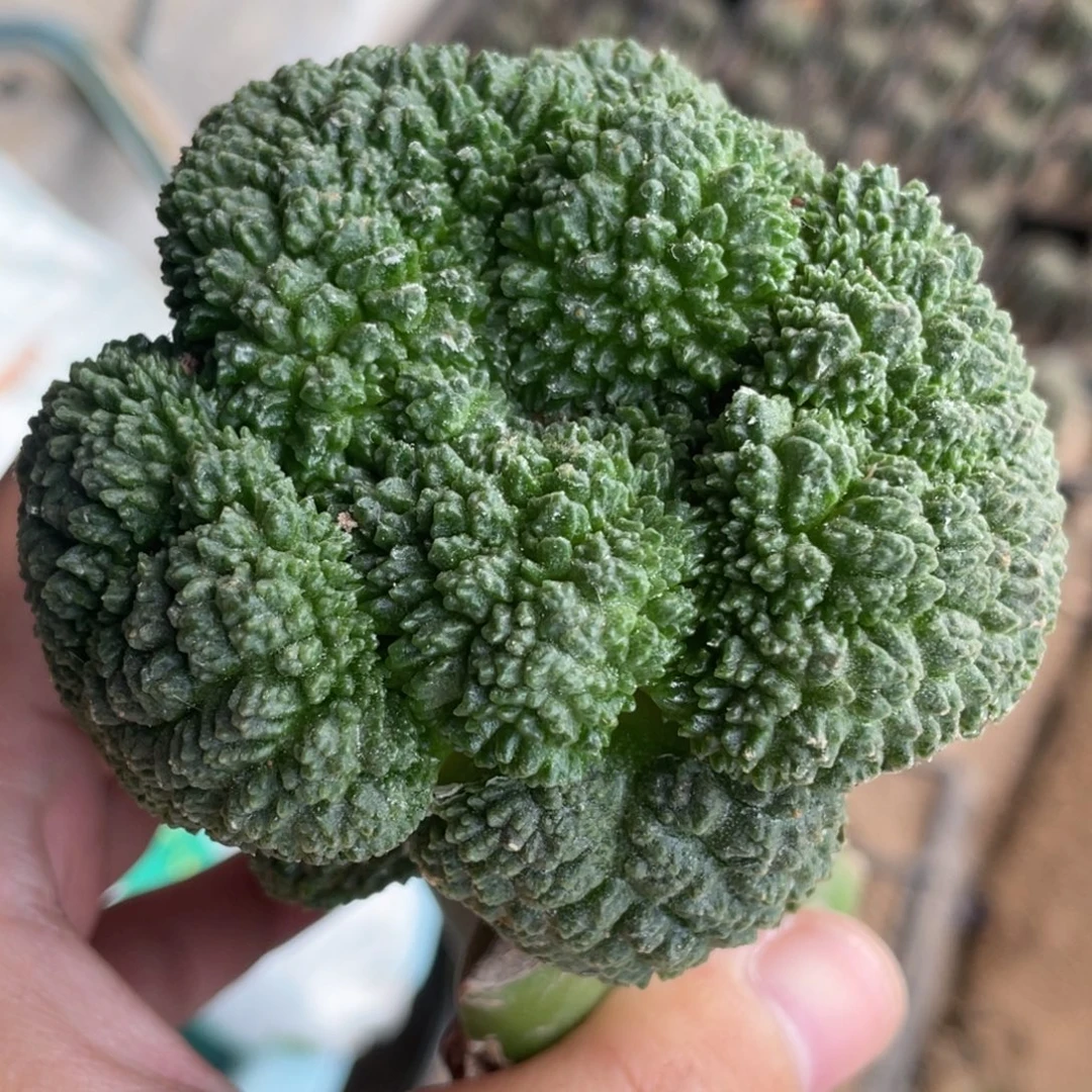 全部花朵大型宽犹无毛菜花牡丹