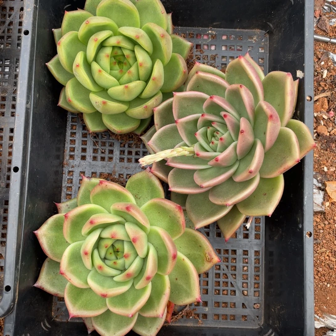 无花朵若如东云组拍E176