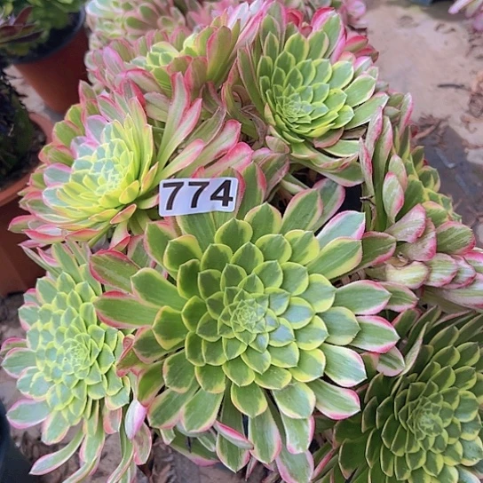 幸*多肉植物一个有修