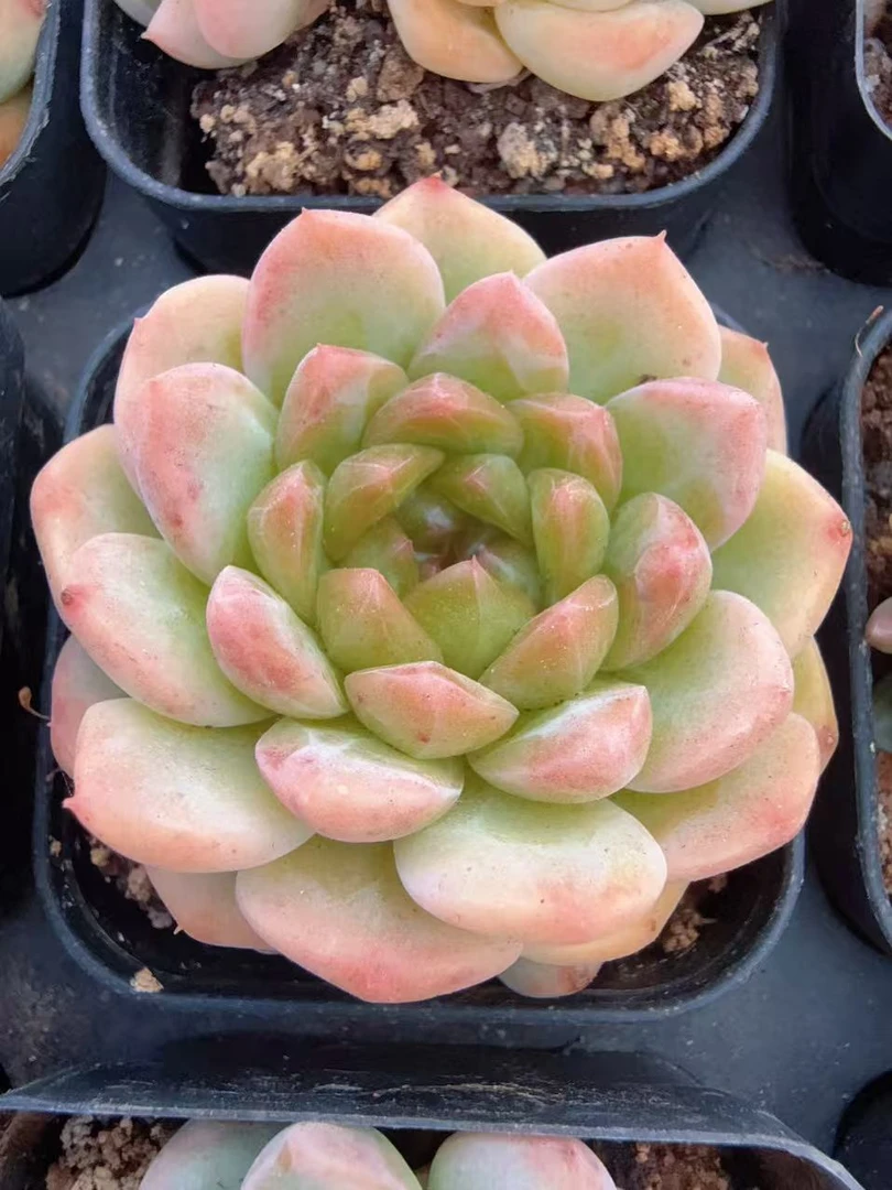 70#单头绿豆沙（4-7cm）脱土