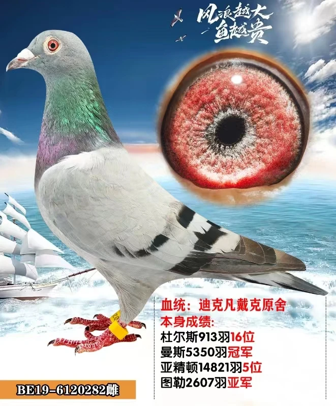 血统信鸽 成绩鸽 赛鸽 公棚鸽 天落鸽子